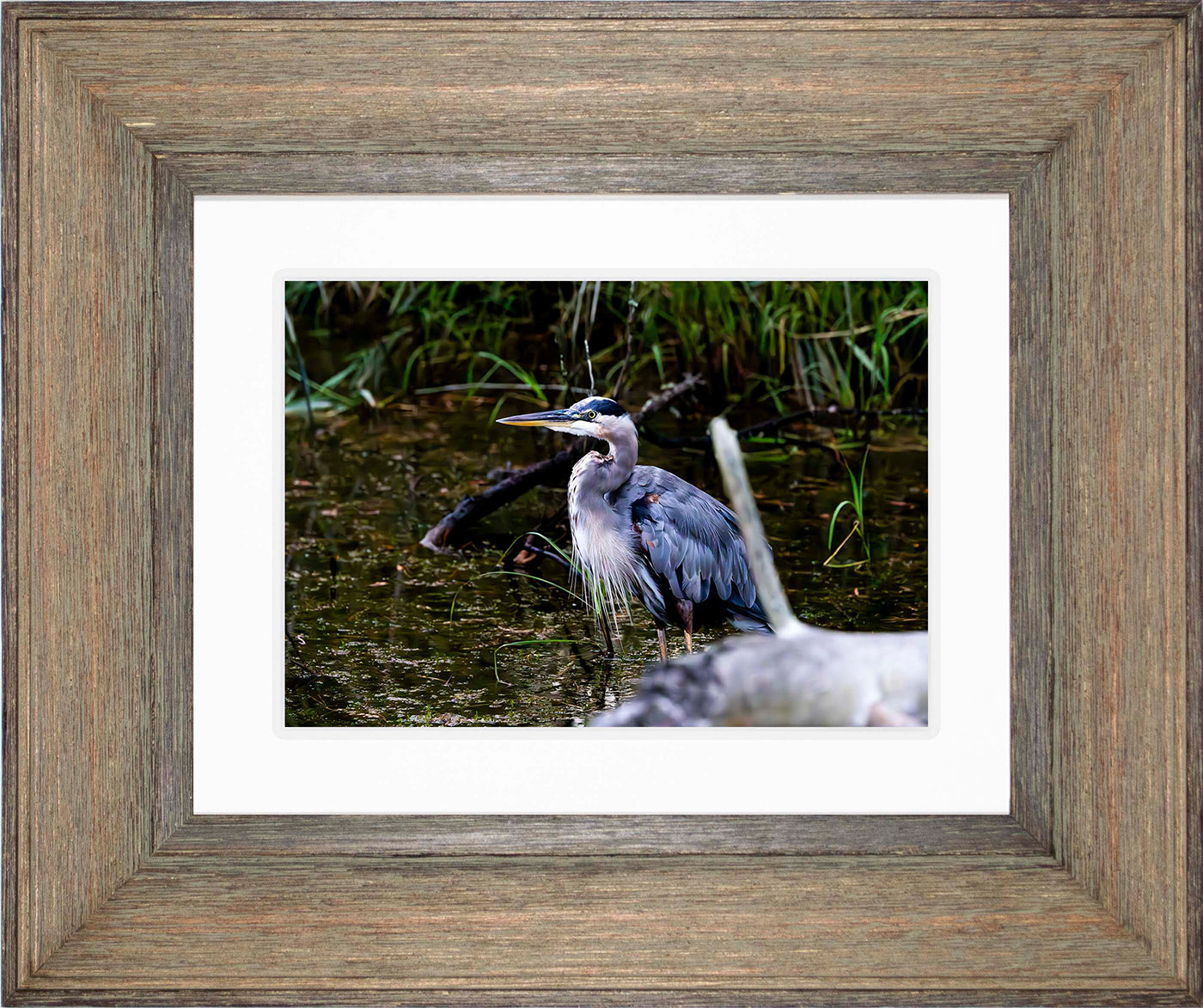 Short Stuff Behind the Log -- Digital Print