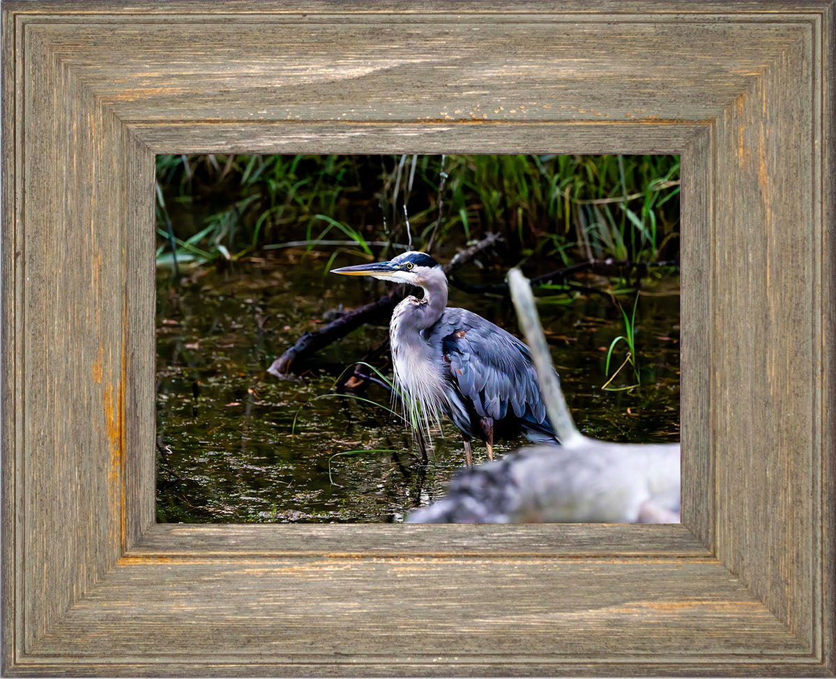 Short Stuff Behind the Log -- Digital Print