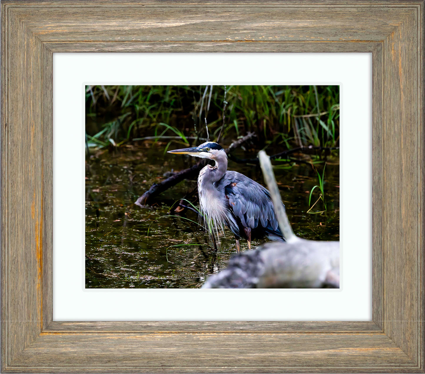 Short Stuff Behind the Log -- Digital Print