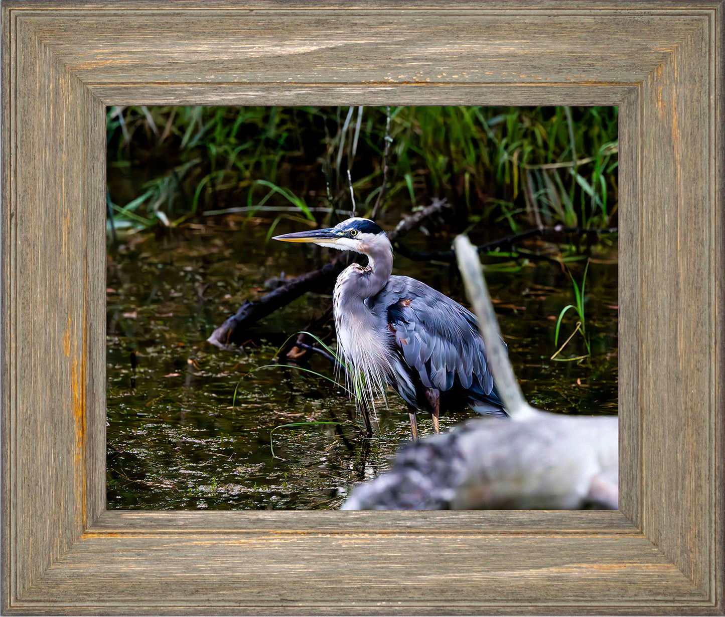 Short Stuff Behind the Log -- Digital Print