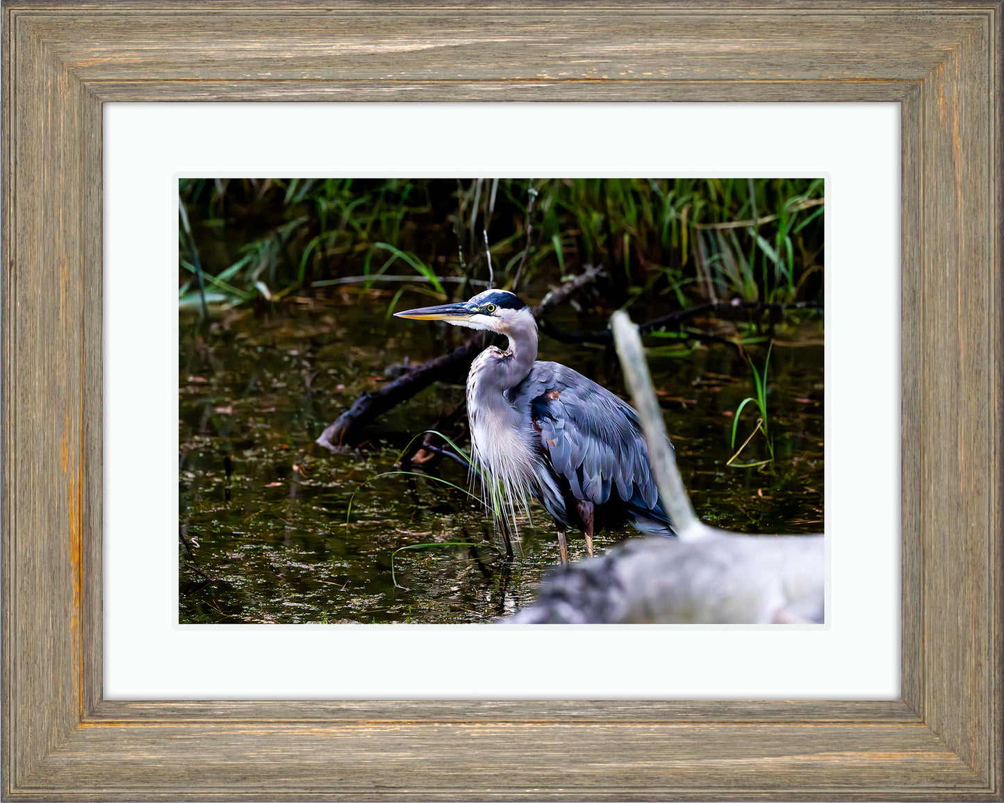 Short Stuff Behind the Log -- Digital Print