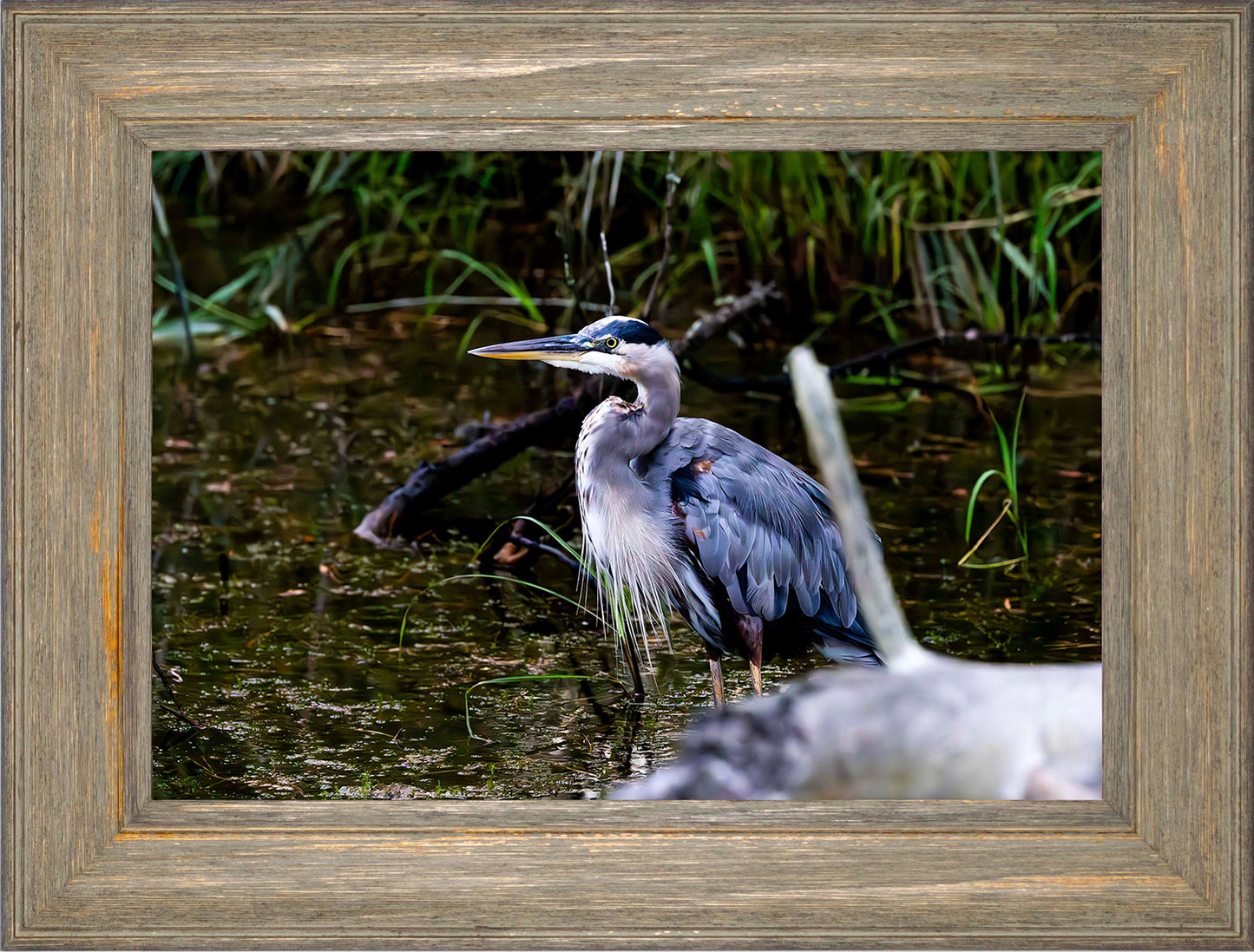 Short Stuff Behind the Log -- Digital Print