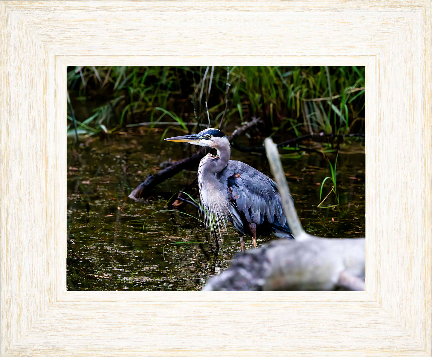 Short Stuff Behind the Log -- Digital Print