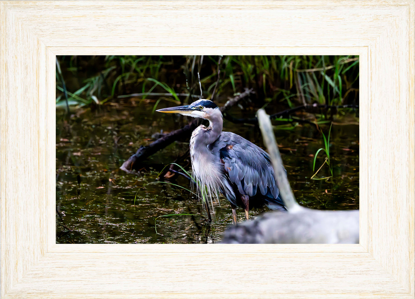 Short Stuff Behind the Log -- Digital Print