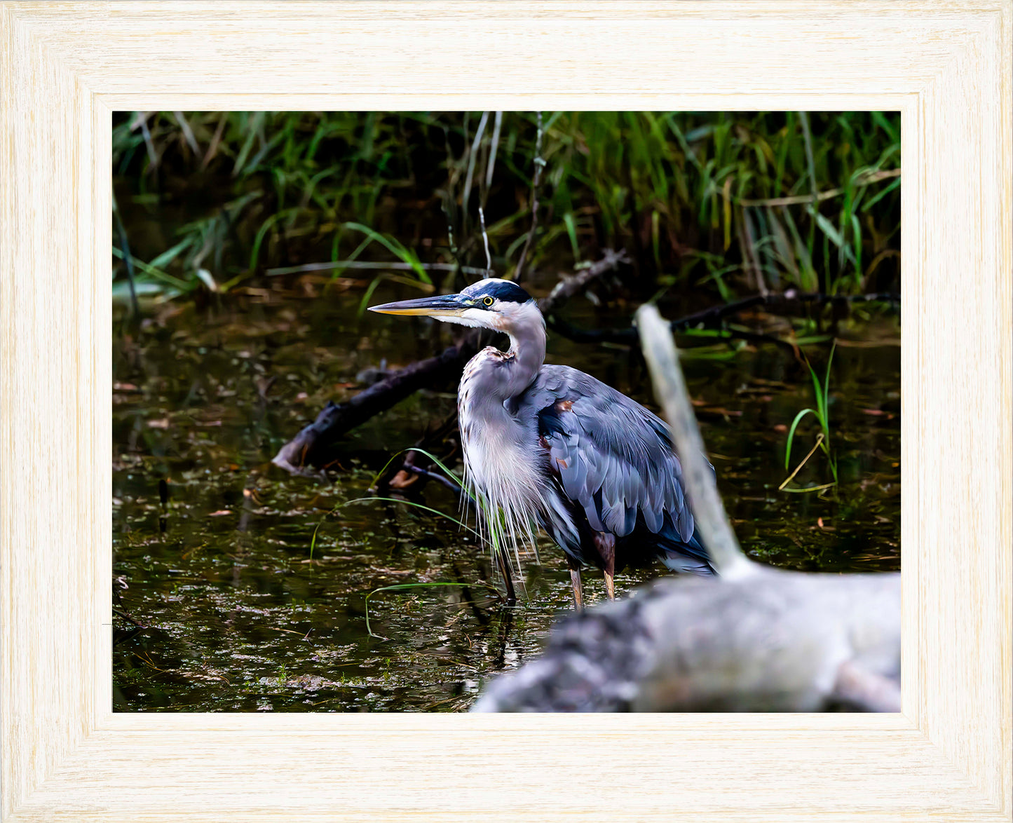 Short Stuff Behind the Log -- Digital Print