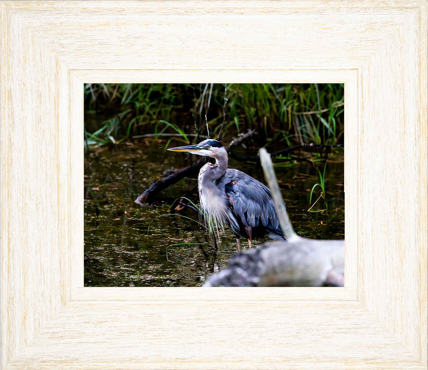 Short Stuff Behind the Log -- Digital Print