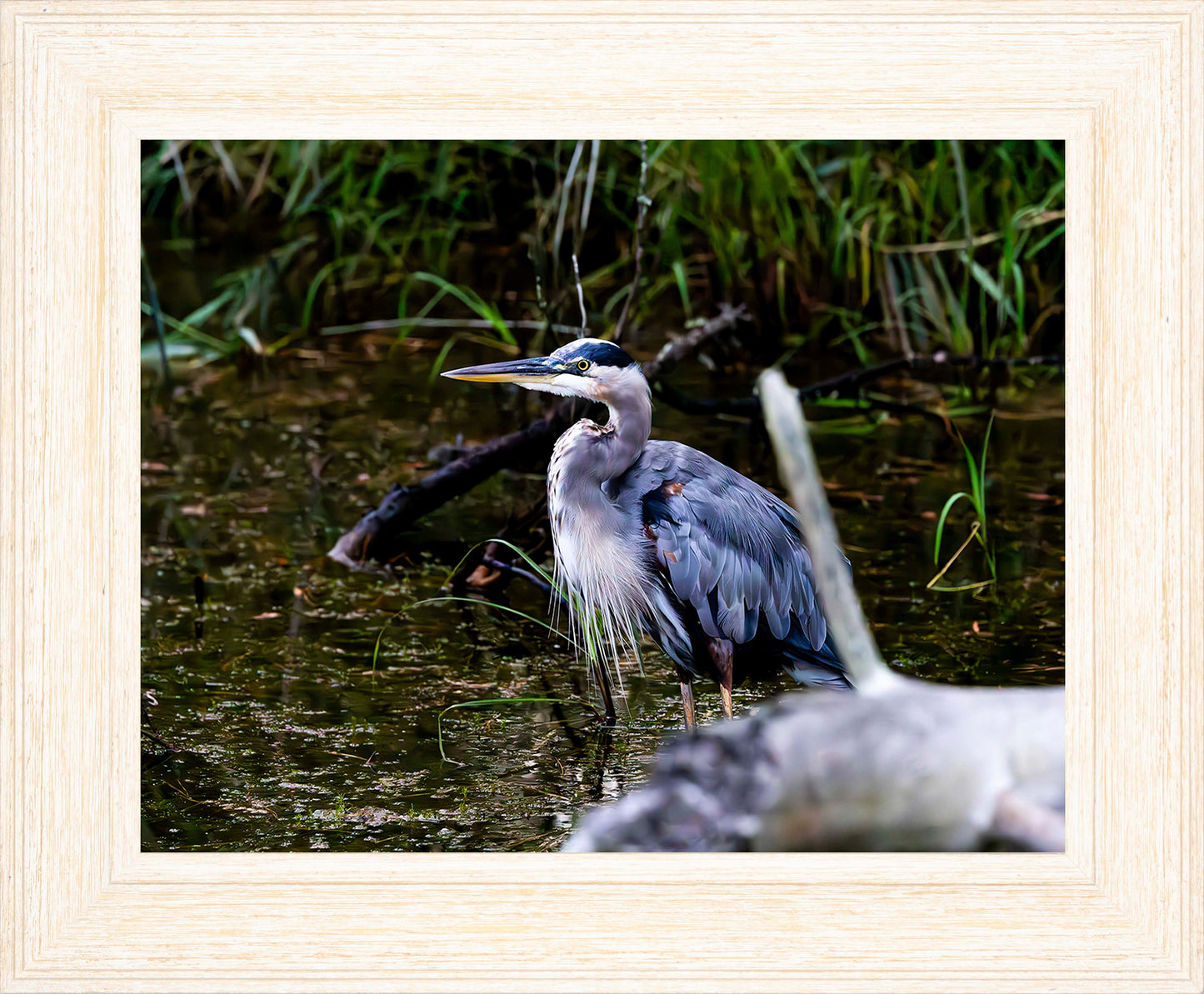 Short Stuff Behind the Log -- Digital Print