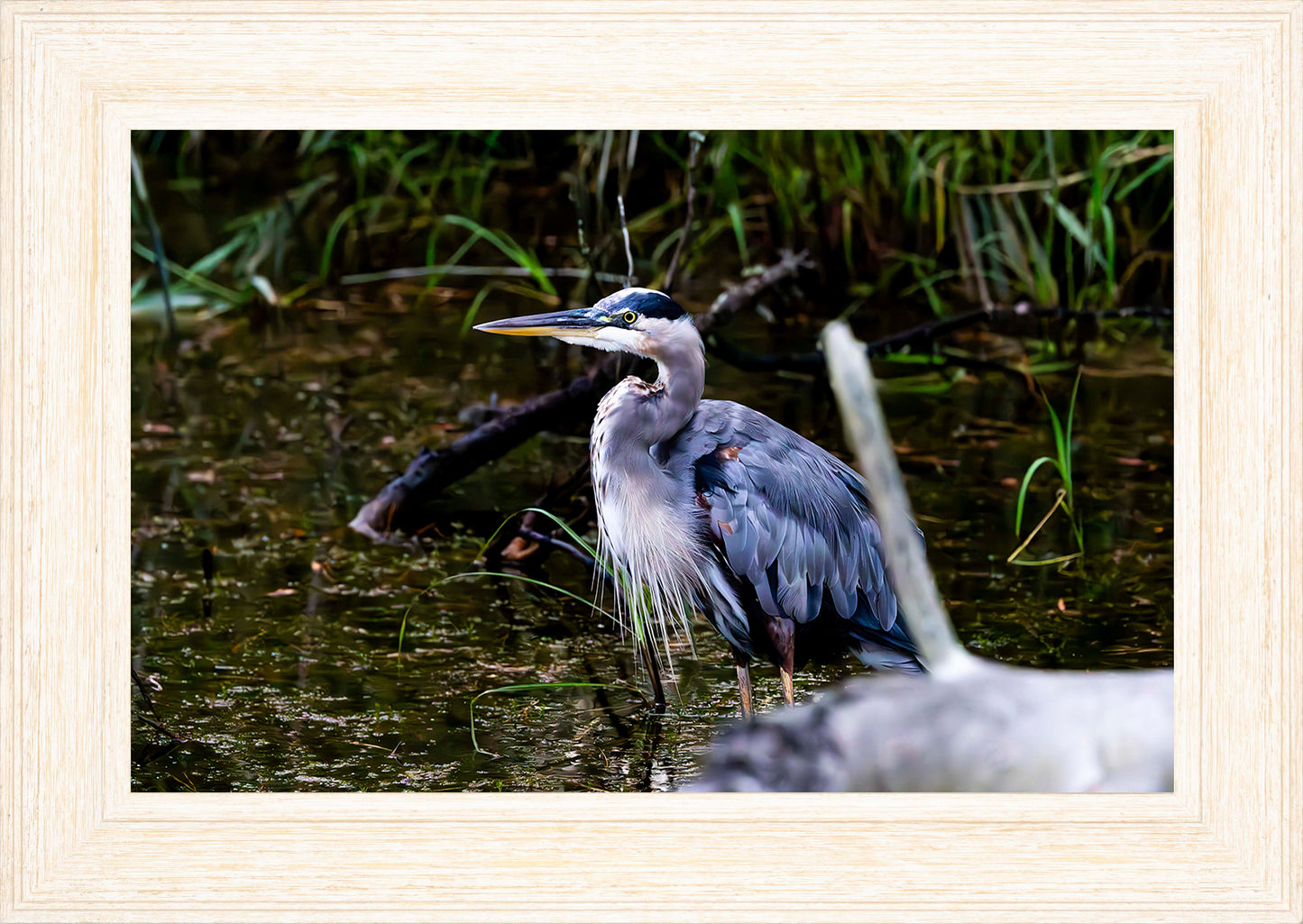 Short Stuff Behind the Log -- Digital Print