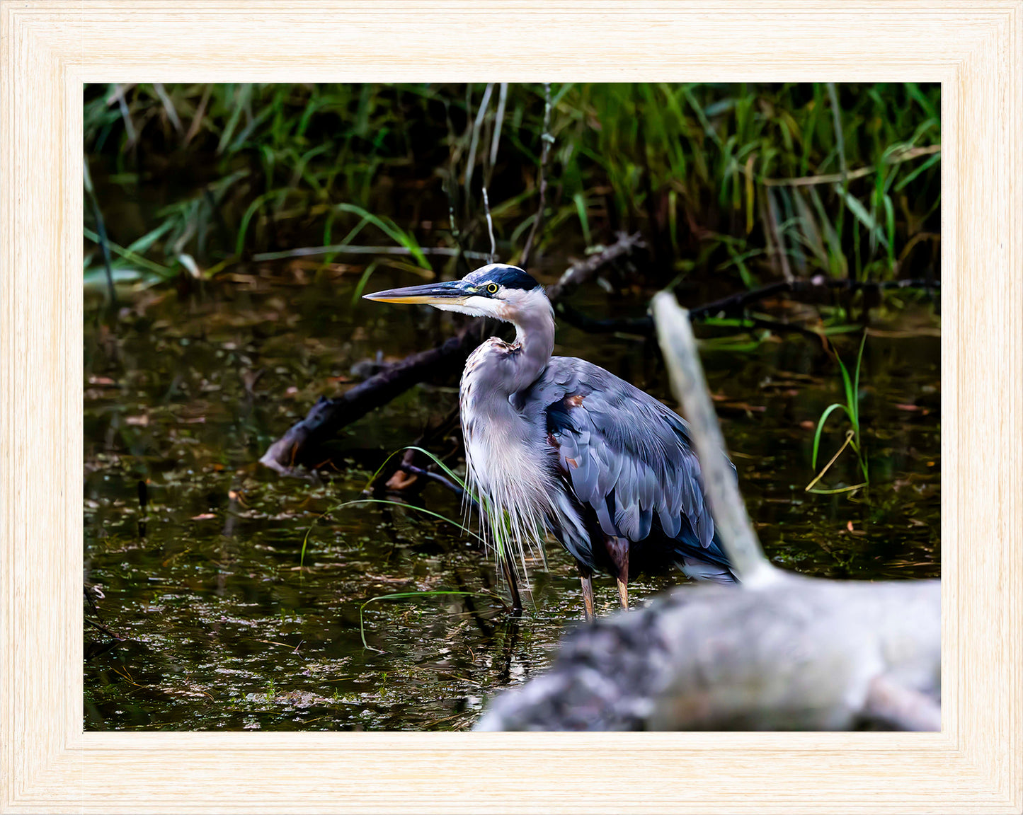 Short Stuff Behind the Log -- Digital Print