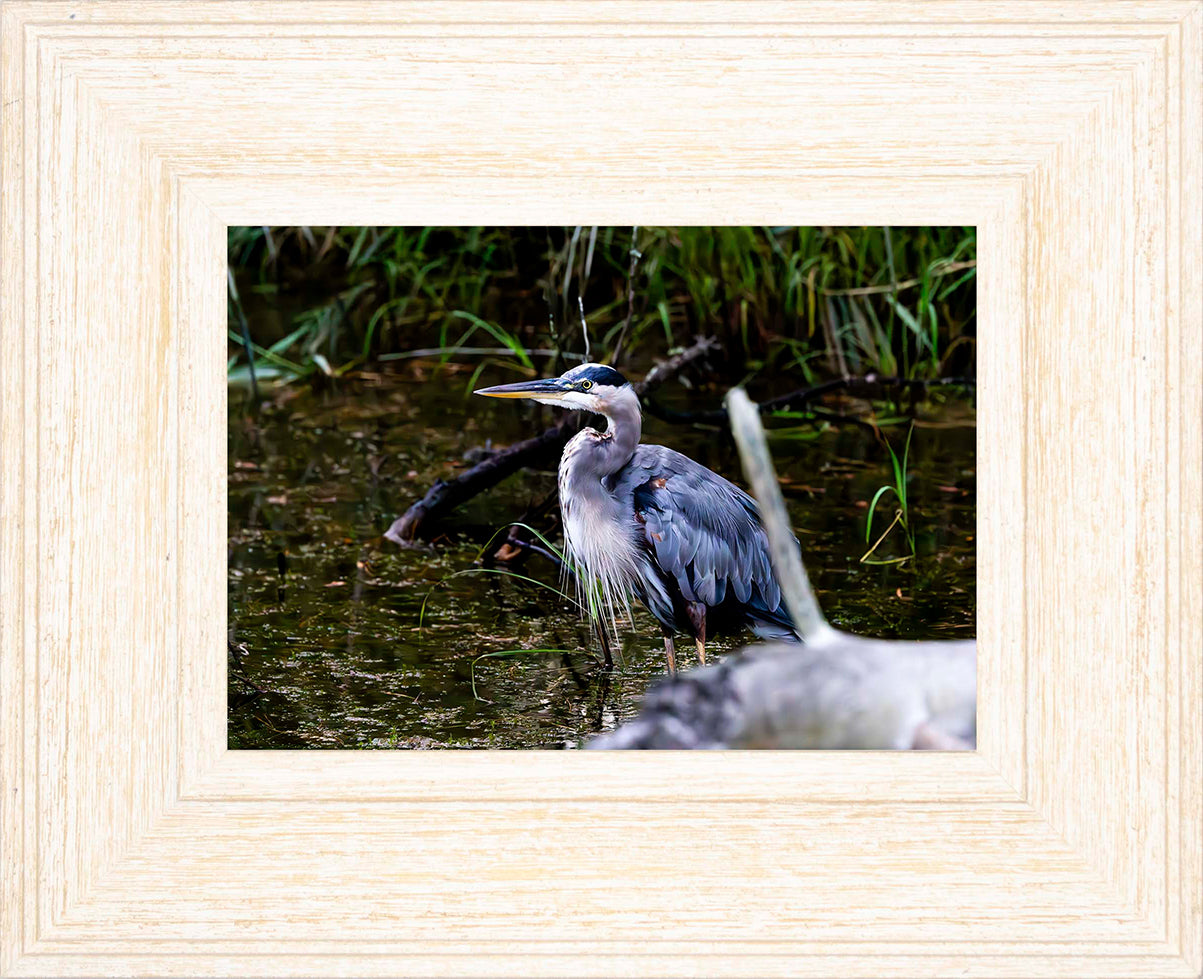 Short Stuff Behind the Log -- Digital Print