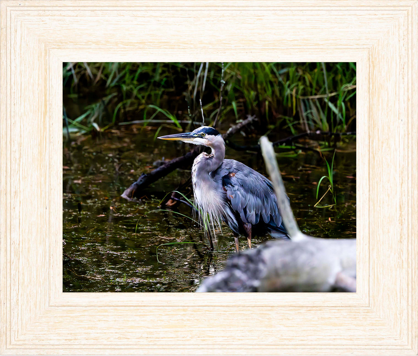 Short Stuff Behind the Log -- Digital Print