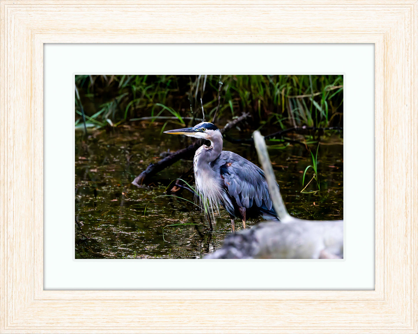 Short Stuff Behind the Log -- Digital Print