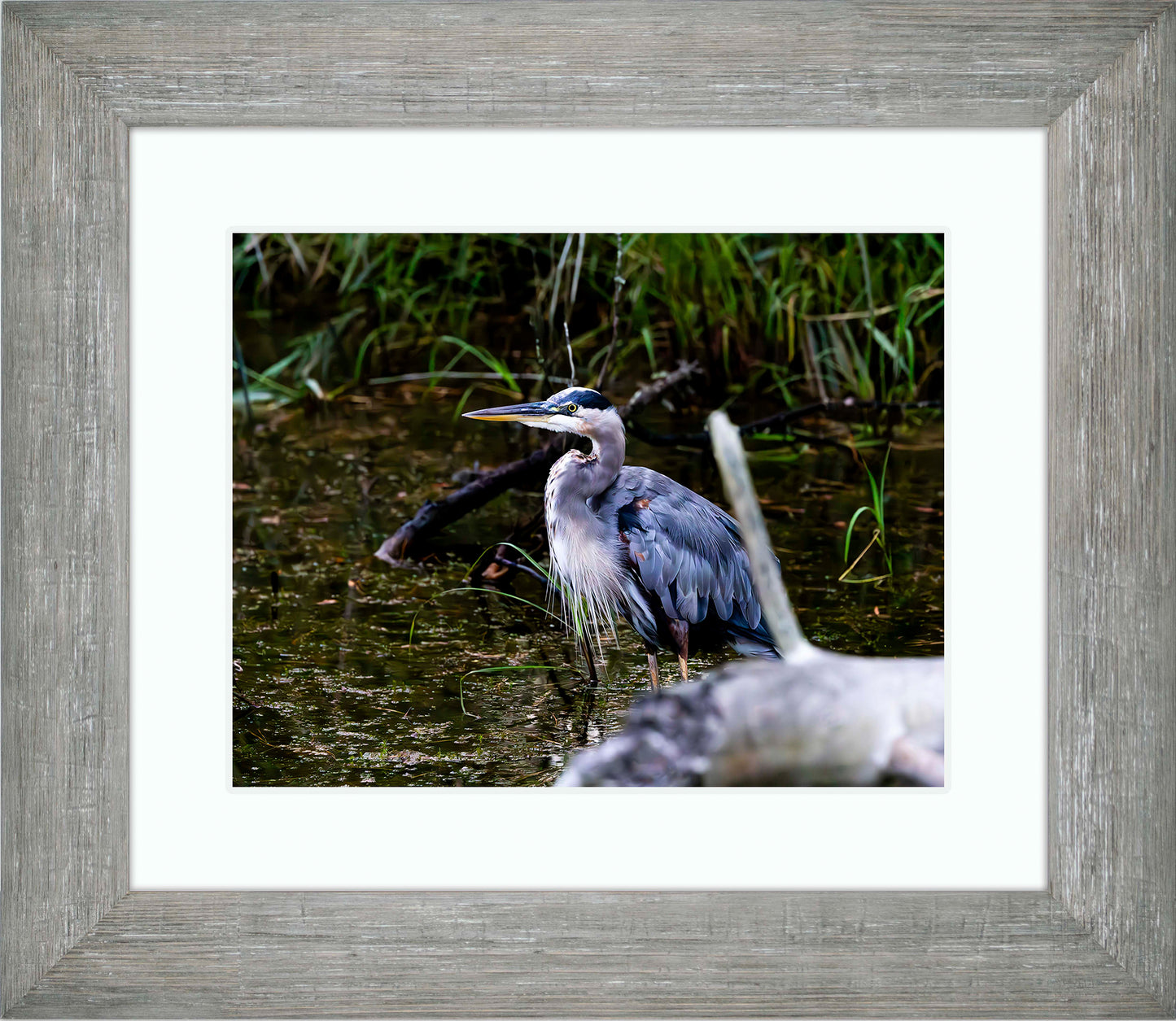 Short Stuff Behind the Log -- Digital Print