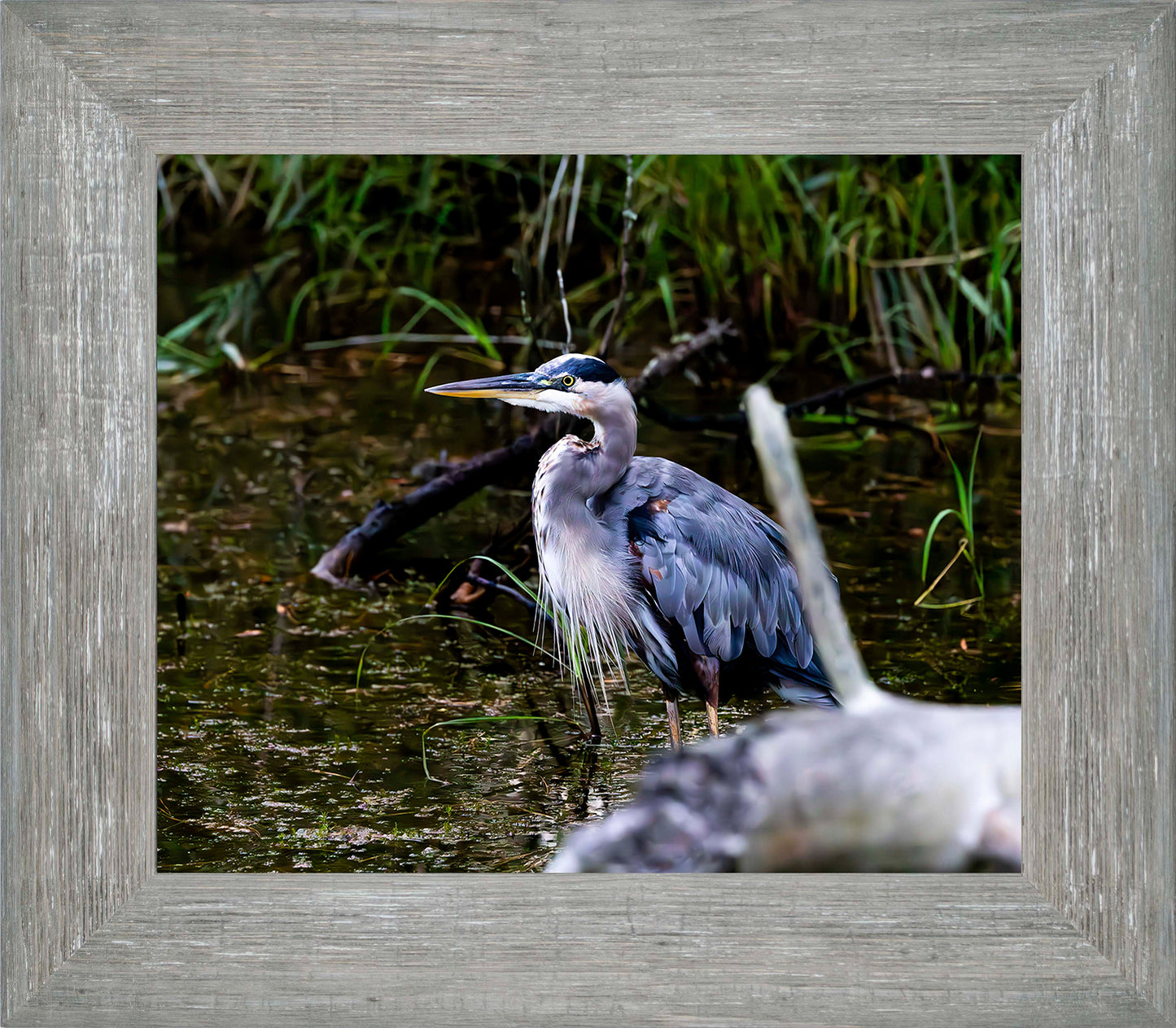 Short Stuff Behind the Log -- Digital Print