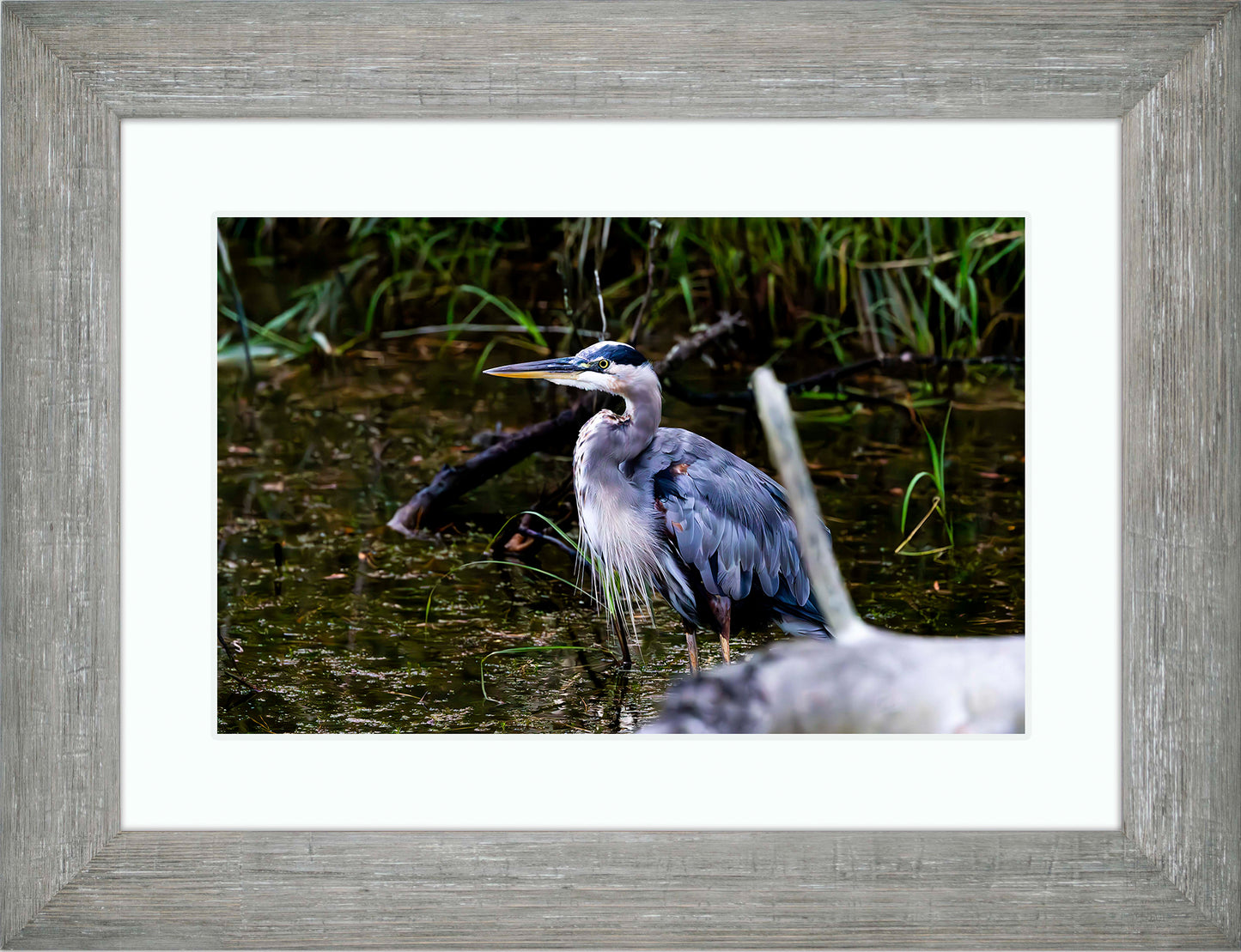 Short Stuff Behind the Log -- Digital Print