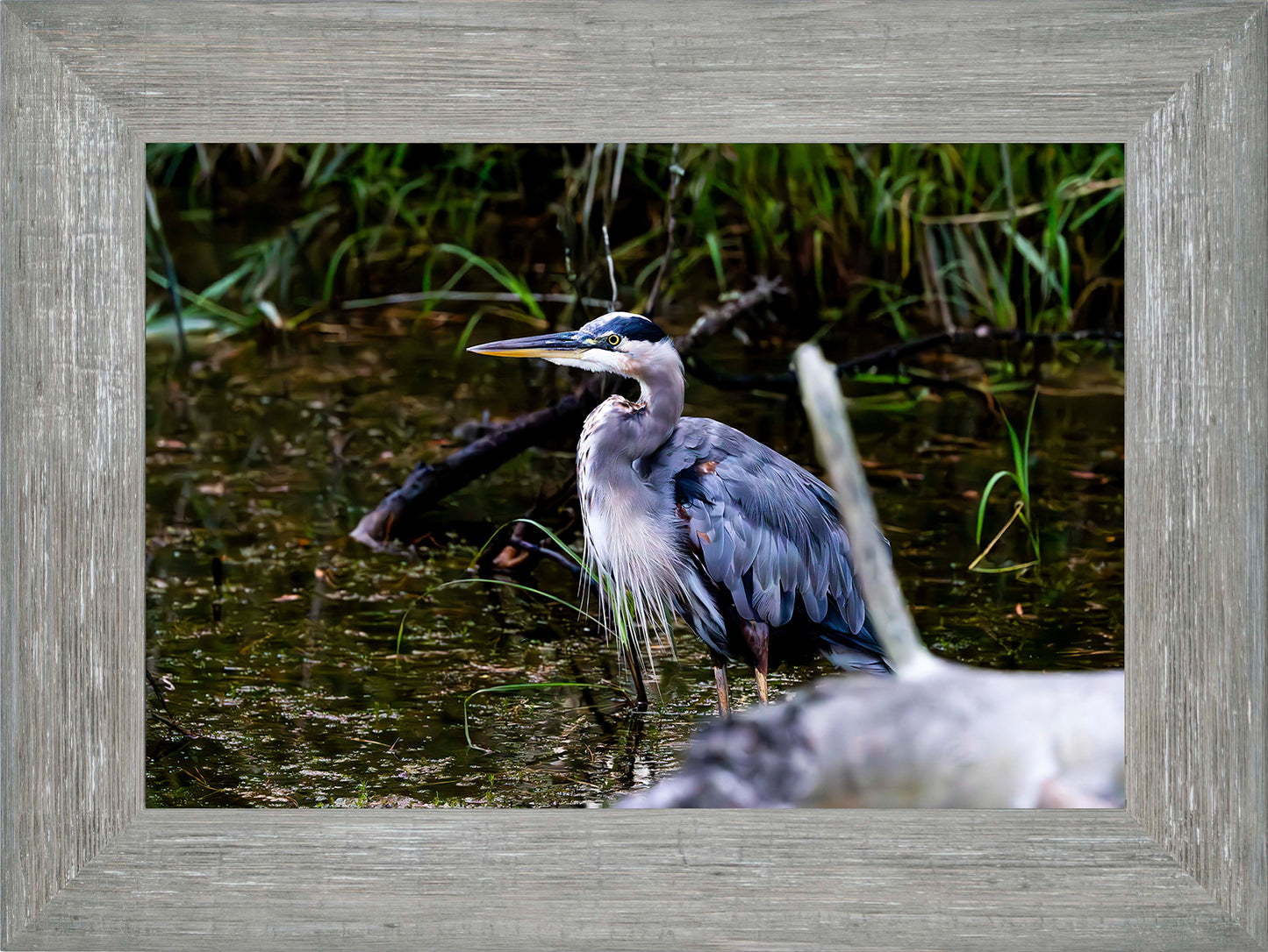 Short Stuff Behind the Log -- Digital Print