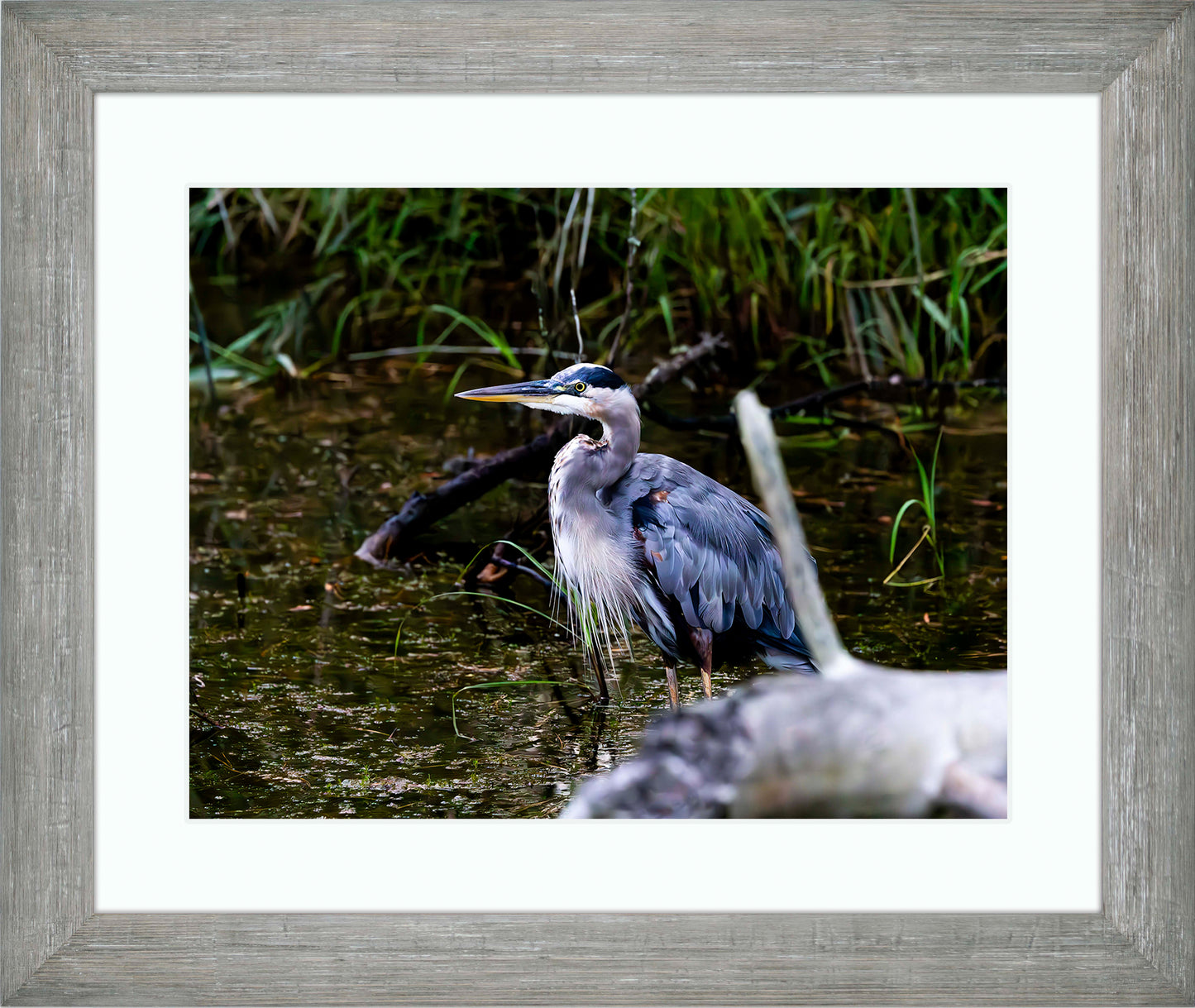 Short Stuff Behind the Log -- Digital Print