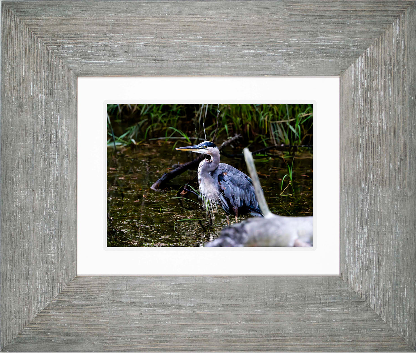 Short Stuff Behind the Log -- Digital Print