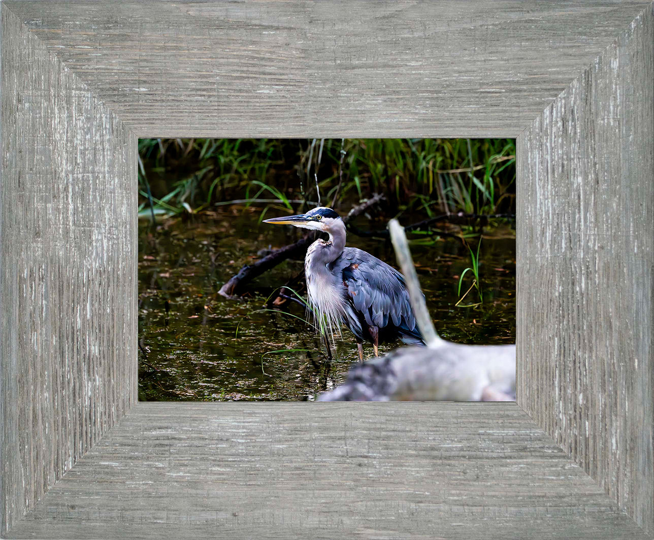 Short Stuff Behind the Log -- Digital Print