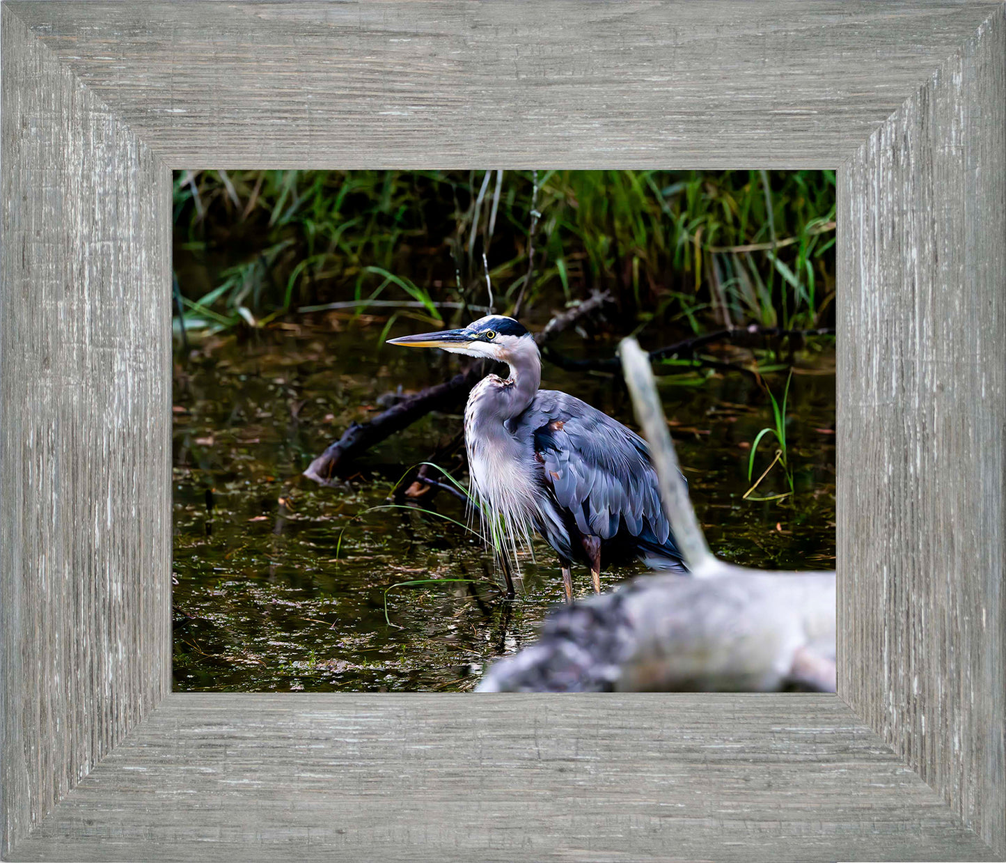 Short Stuff Behind the Log -- Digital Print