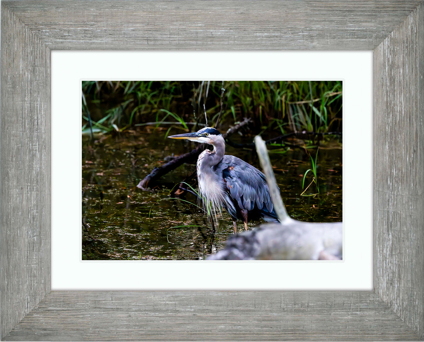 Short Stuff Behind the Log -- Digital Print