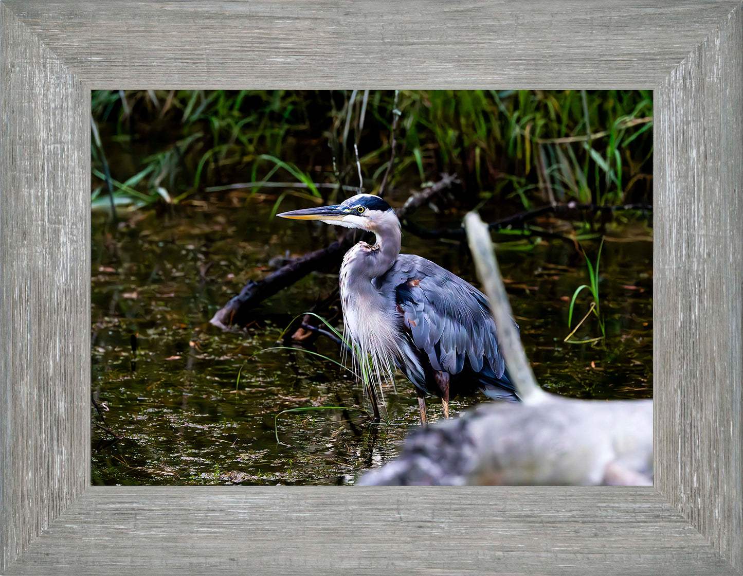 Short Stuff Behind the Log -- Digital Print