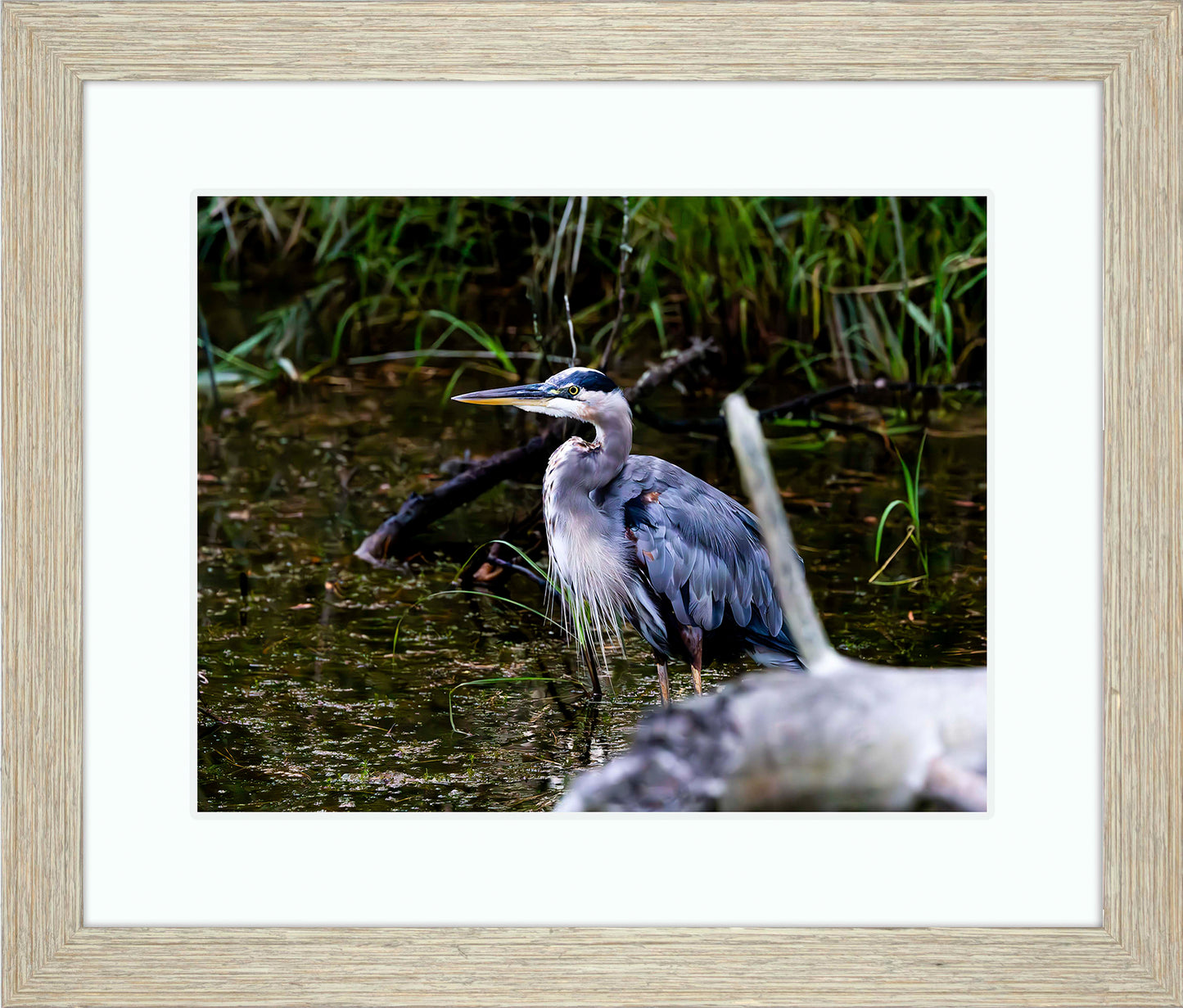 Short Stuff Behind the Log -- Digital Print