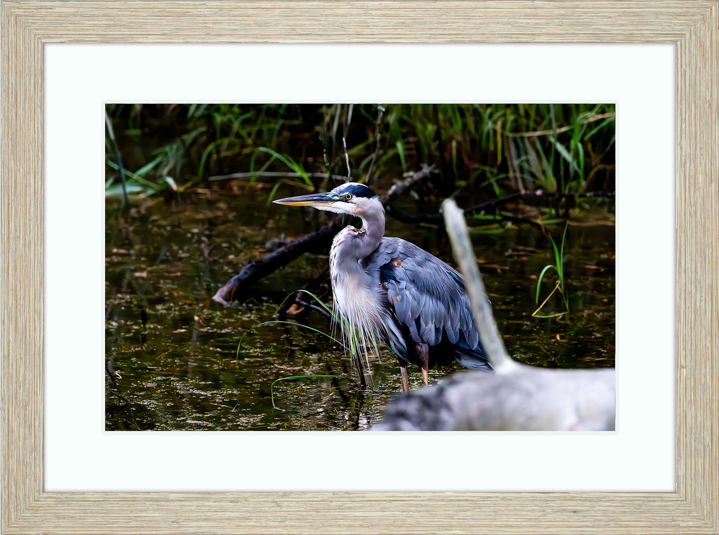 Short Stuff Behind the Log -- Digital Print