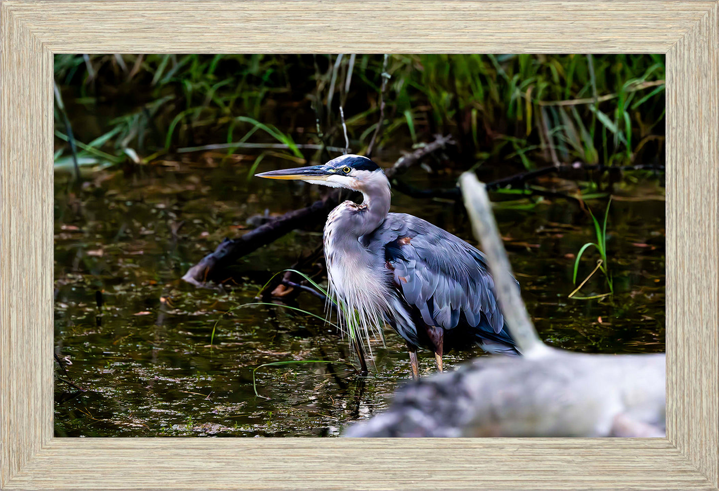 Short Stuff Behind the Log -- Digital Print