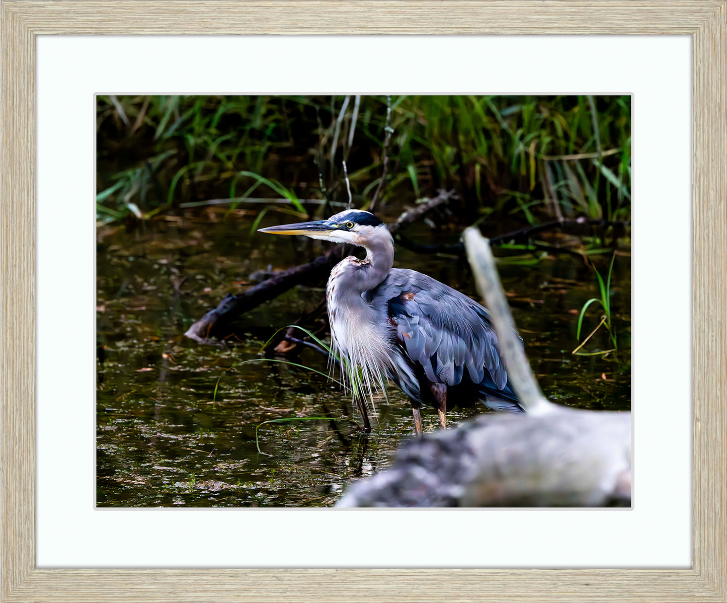 Short Stuff Behind the Log -- Digital Print