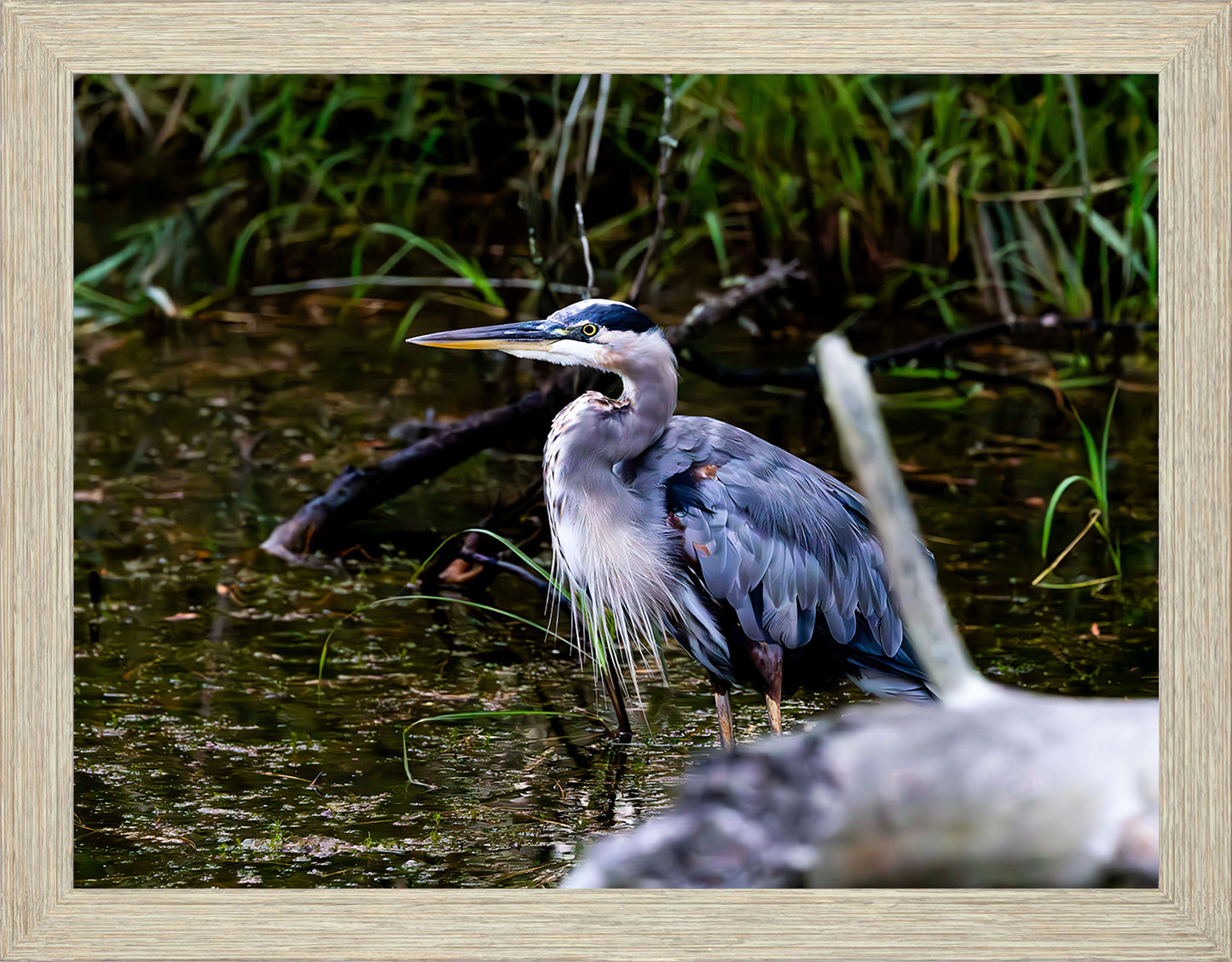 Short Stuff Behind the Log -- Digital Print