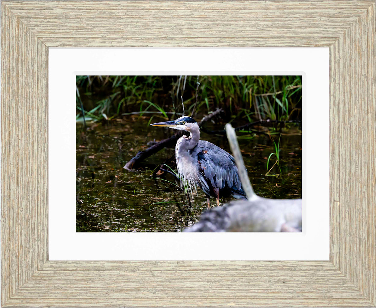 Short Stuff Behind the Log -- Digital Print