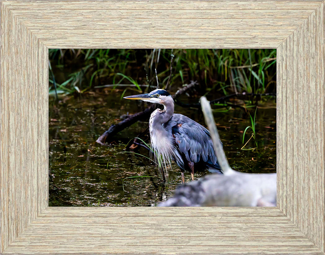 Short Stuff Behind the Log -- Digital Print