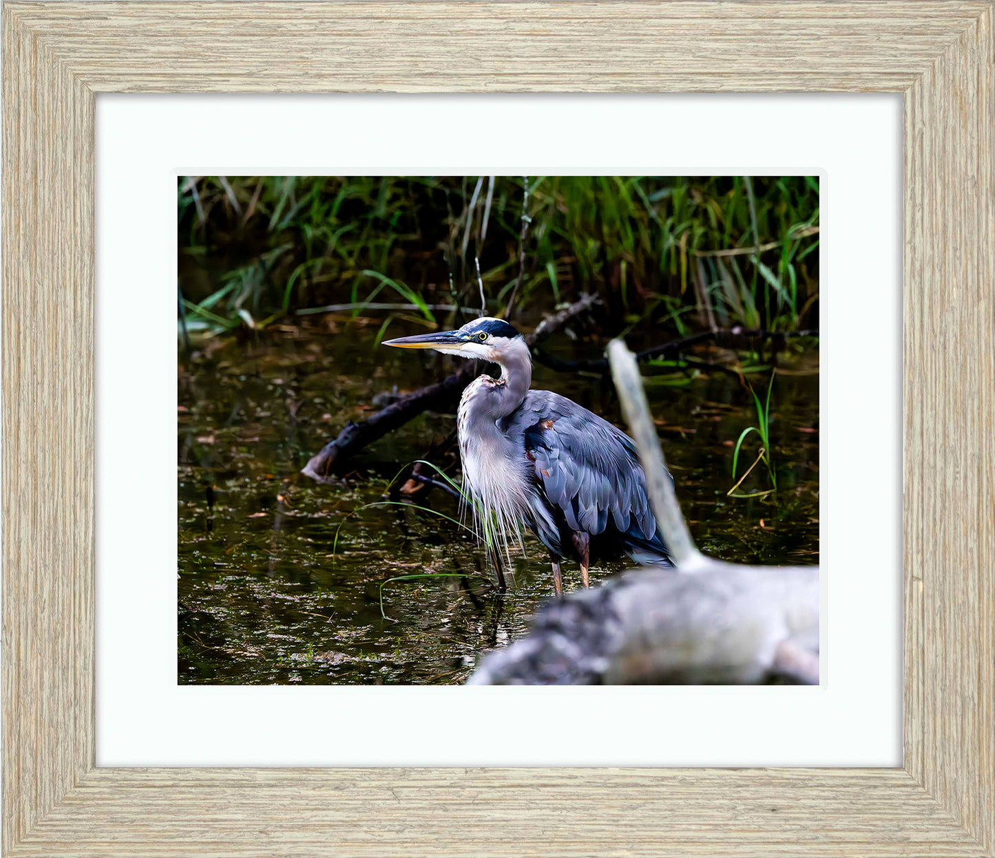 Short Stuff Behind the Log -- Digital Print