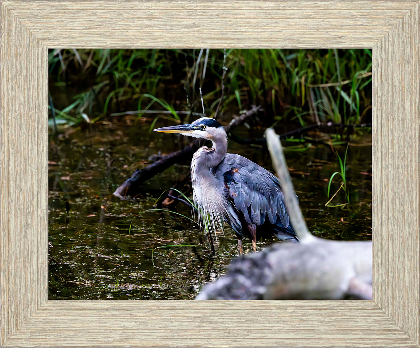 Short Stuff Behind the Log -- Digital Print