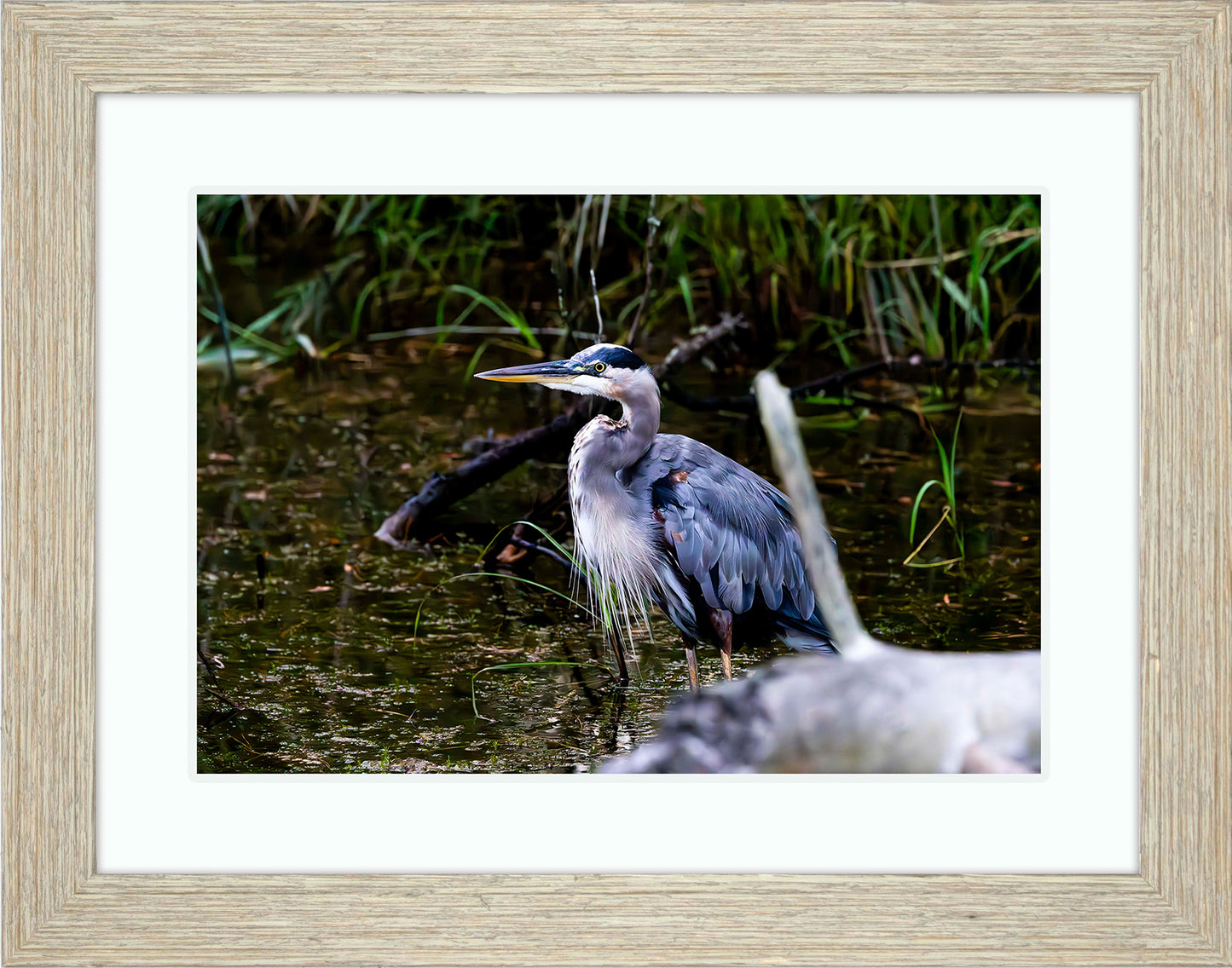 Short Stuff Behind the Log -- Digital Print