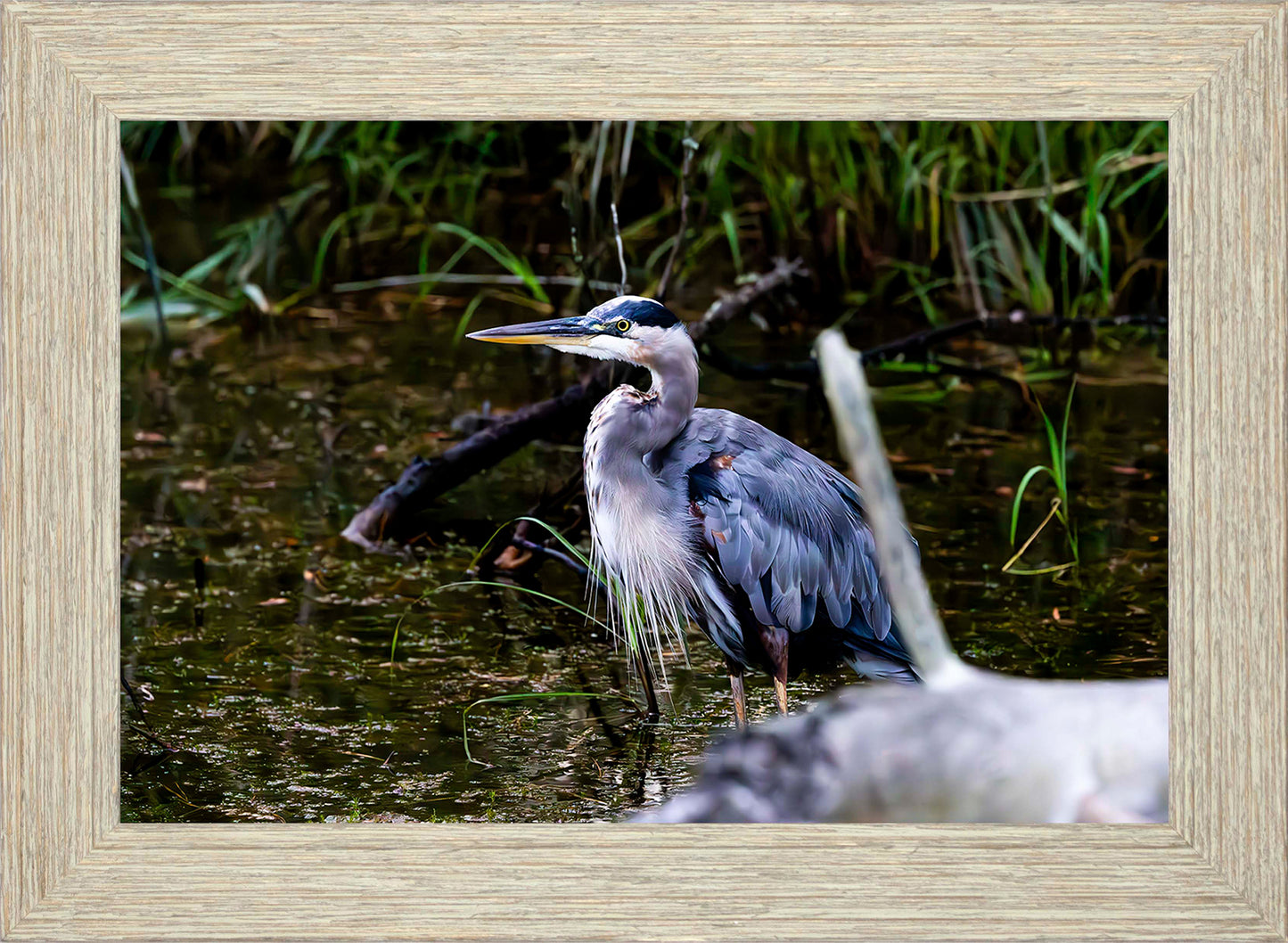 Short Stuff Behind the Log -- Digital Print