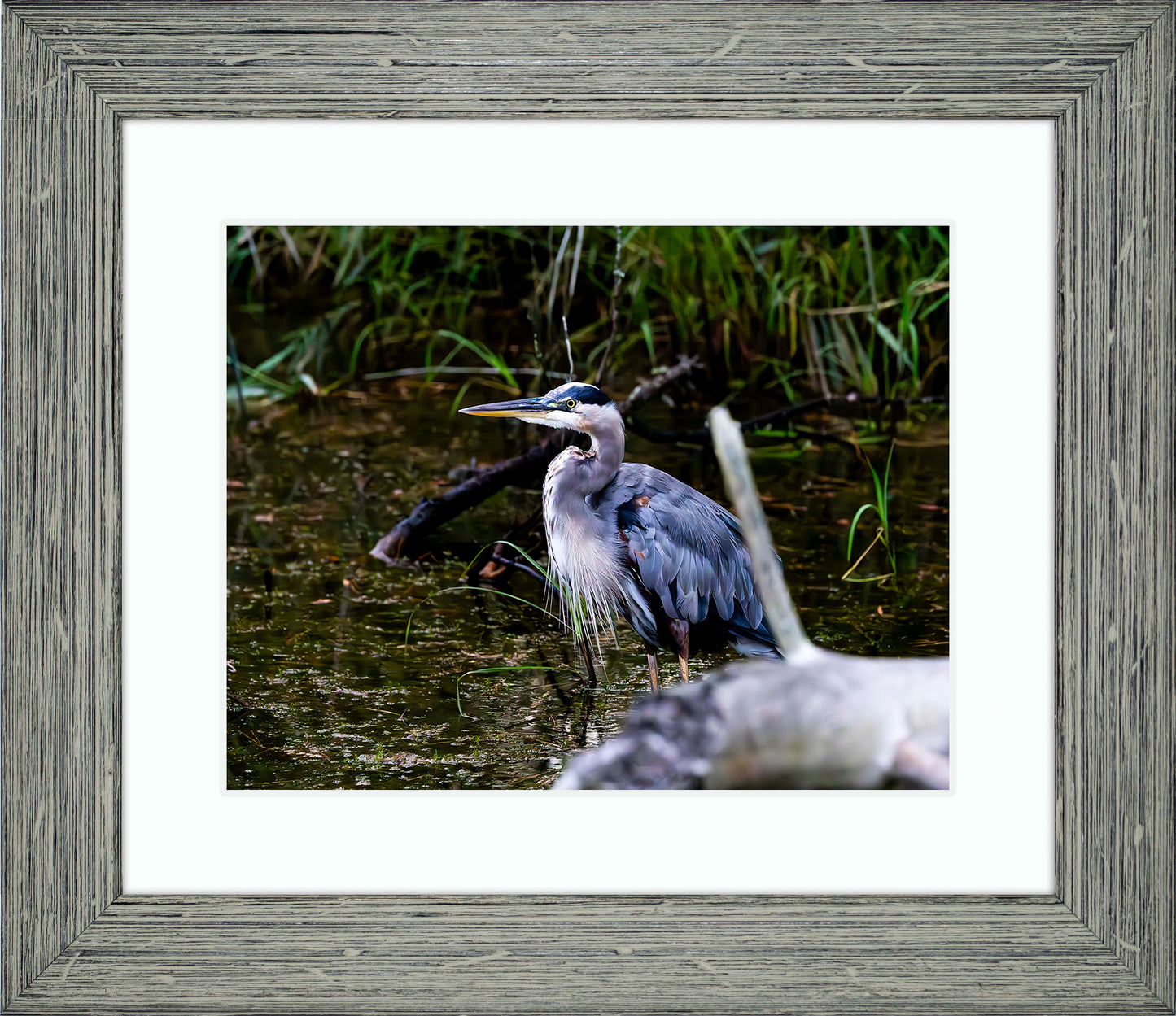 Short Stuff Behind the Log -- Digital Print