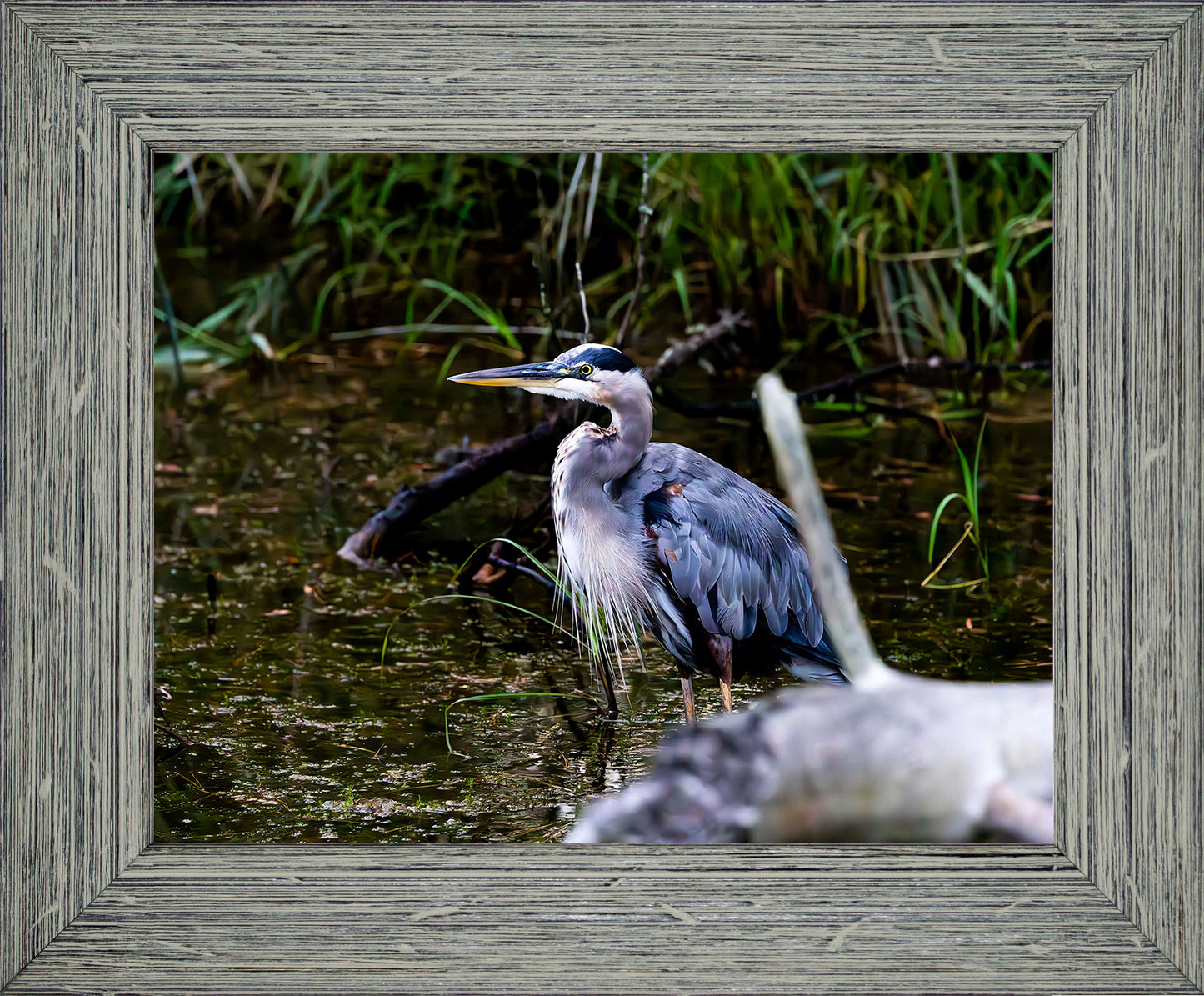 Short Stuff Behind the Log -- Digital Print