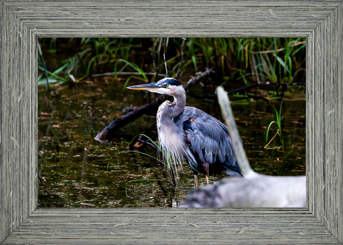 Short Stuff Behind the Log -- Digital Print