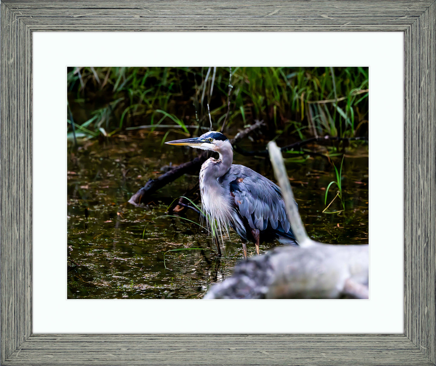 Short Stuff Behind the Log -- Digital Print