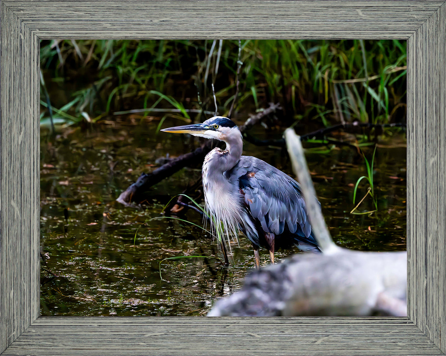 Short Stuff Behind the Log -- Digital Print