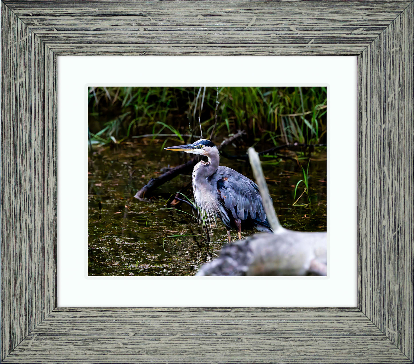 Short Stuff Behind the Log -- Digital Print