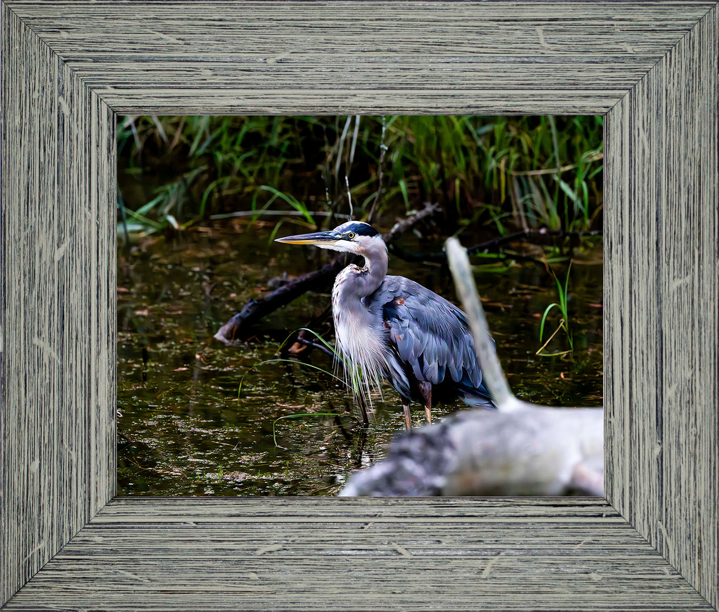 Short Stuff Behind the Log -- Digital Print