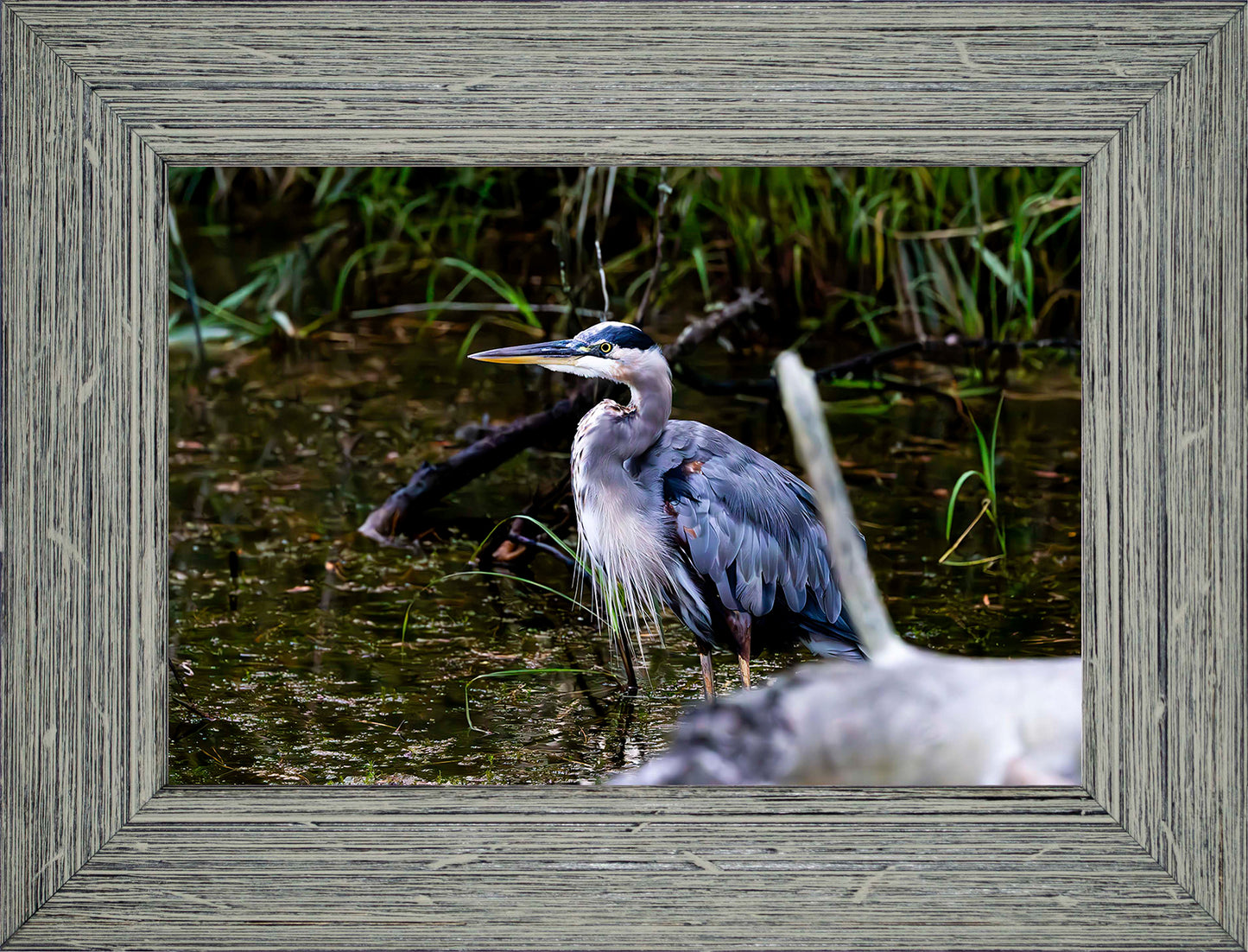 Short Stuff Behind the Log -- Digital Print