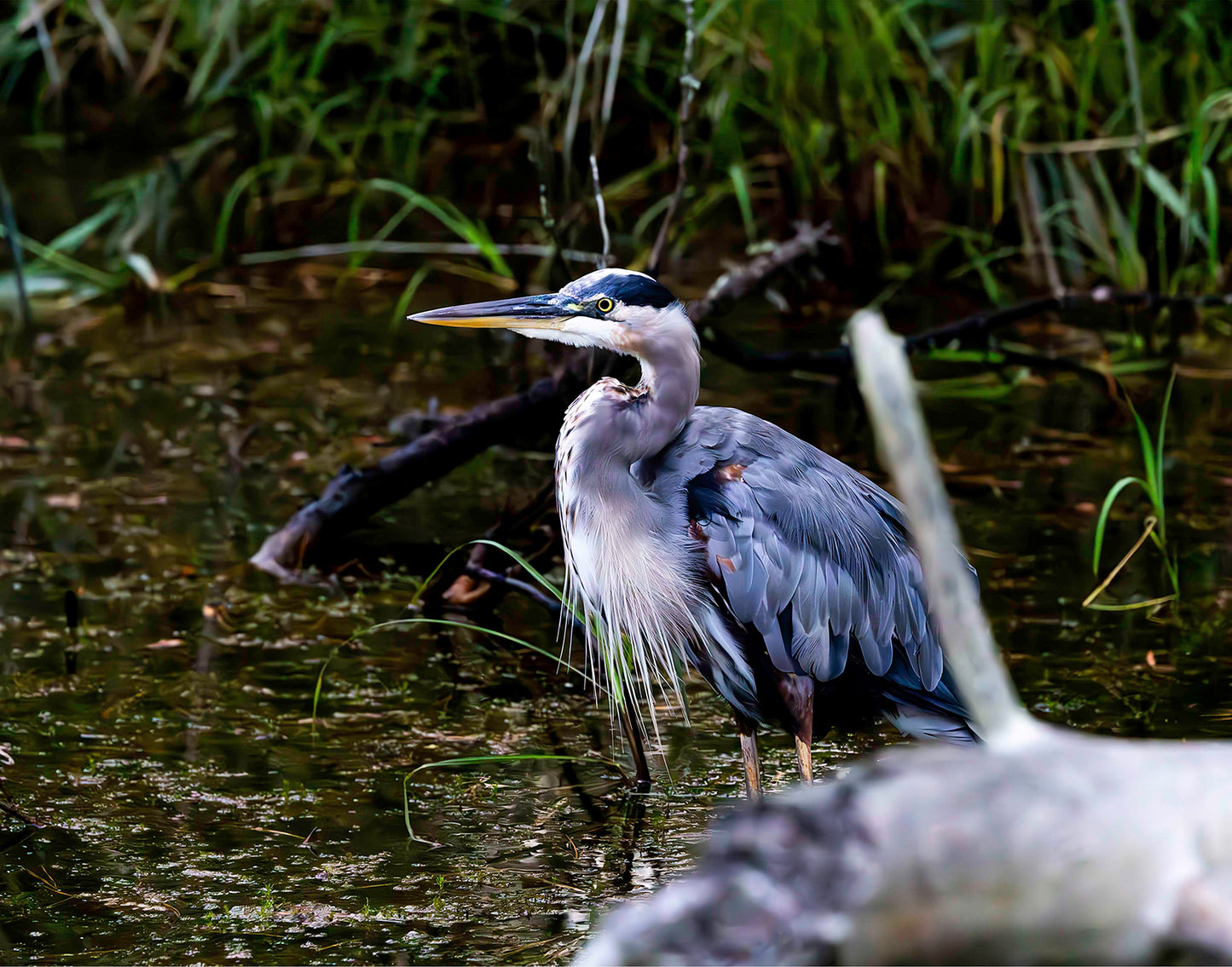 Short Stuff Behind the Log -- Digital Print