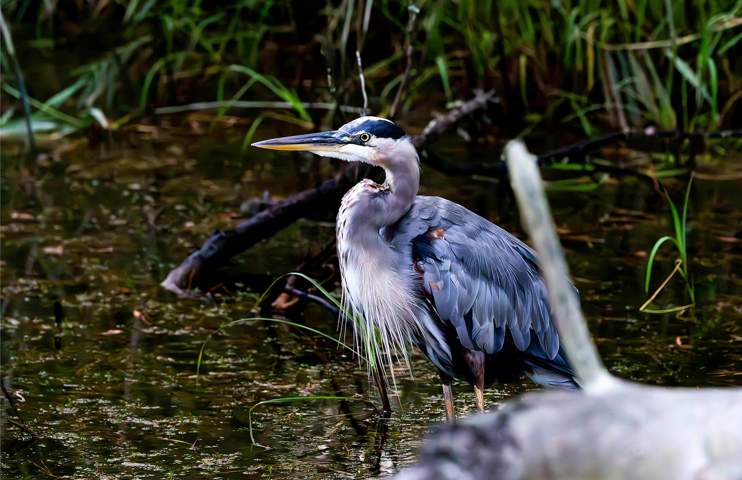 Short Stuff Behind the Log -- Digital Print