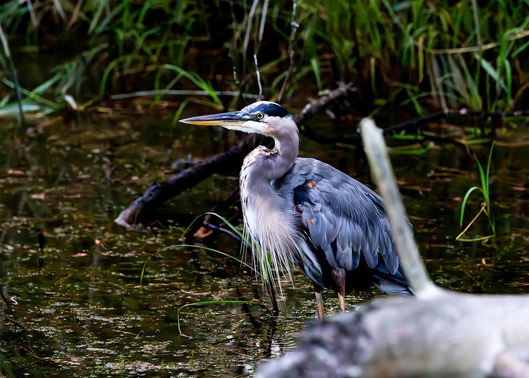 Short Stuff Behind the Log -- Digital Print