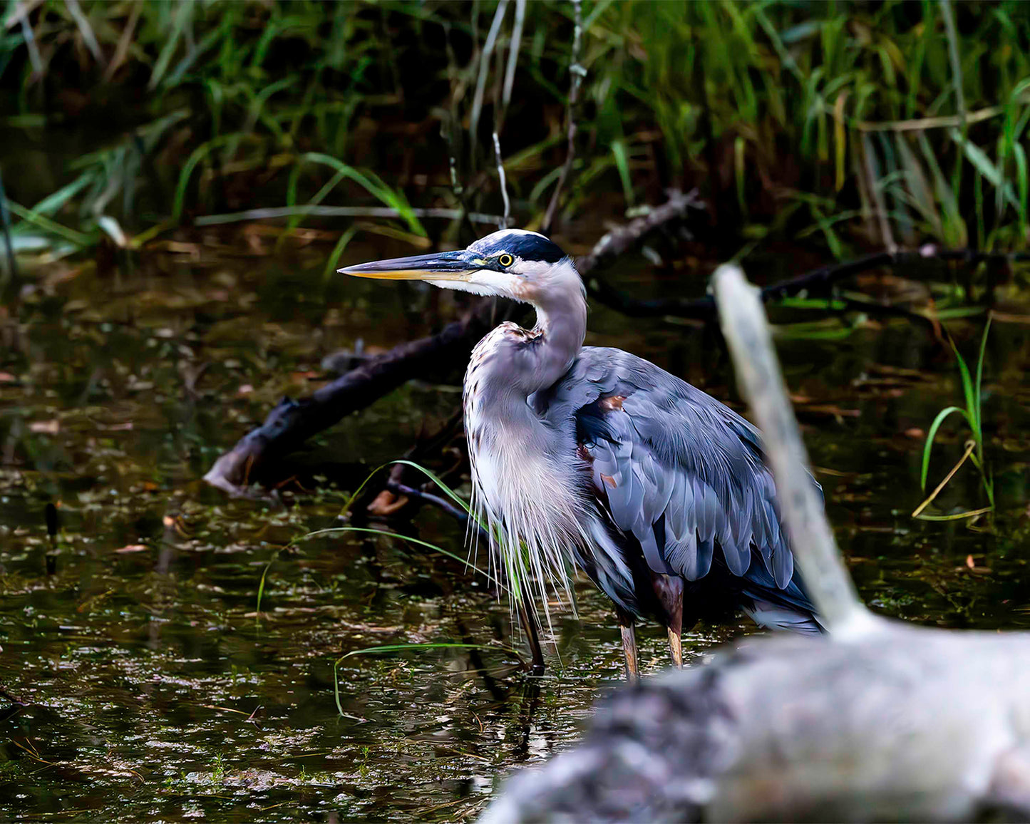 Short Stuff Behind the Log -- Digital Print