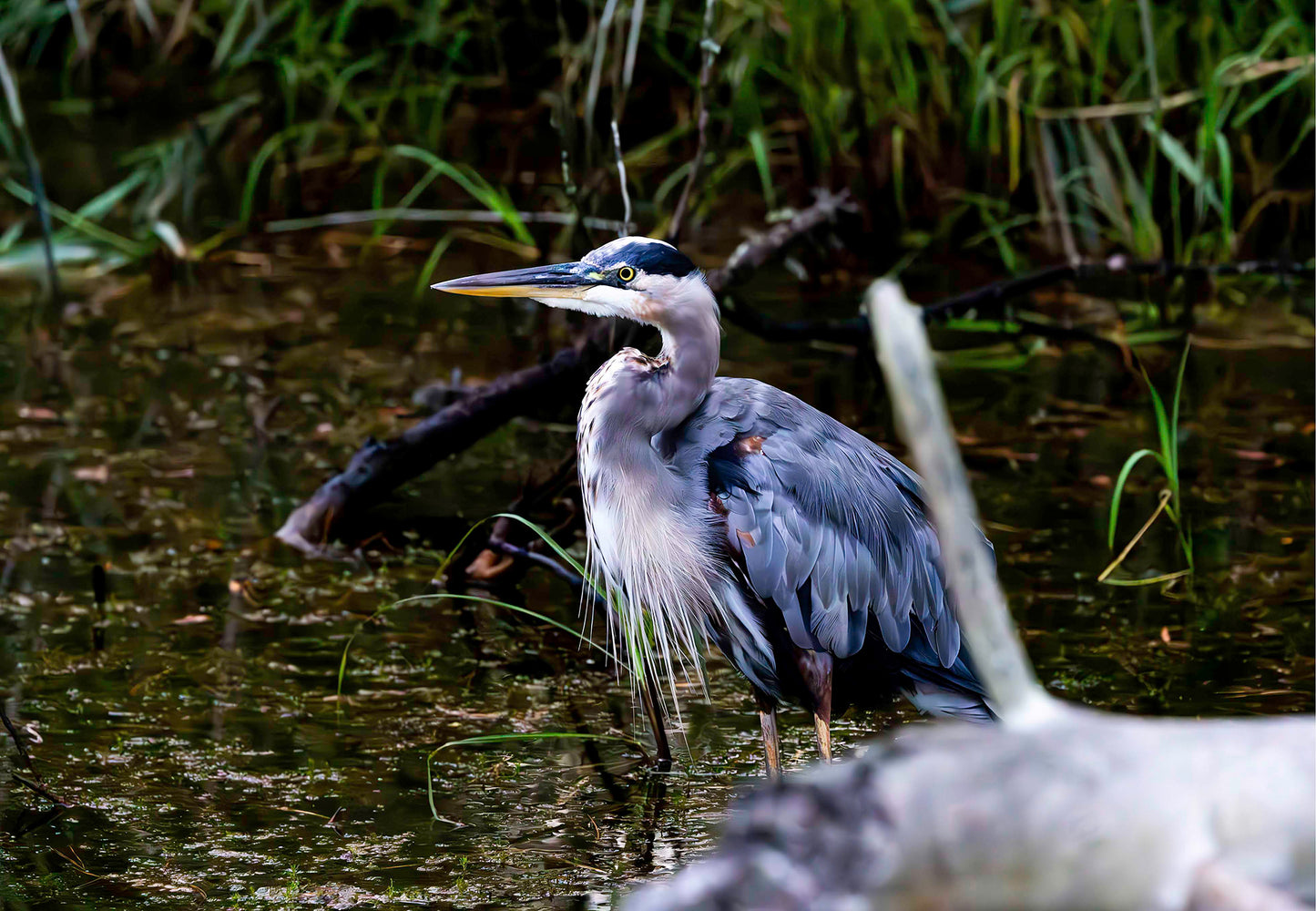Short Stuff Behind the Log -- Digital Print